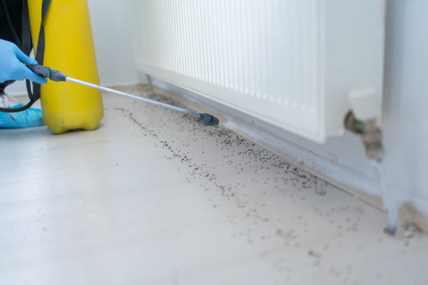 Best Bed Bug Extermination  in St Ann, MO